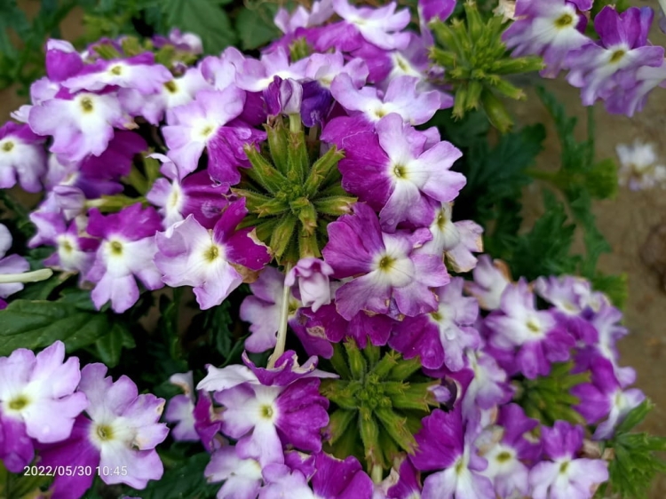 Werbena Drums Blue White p9