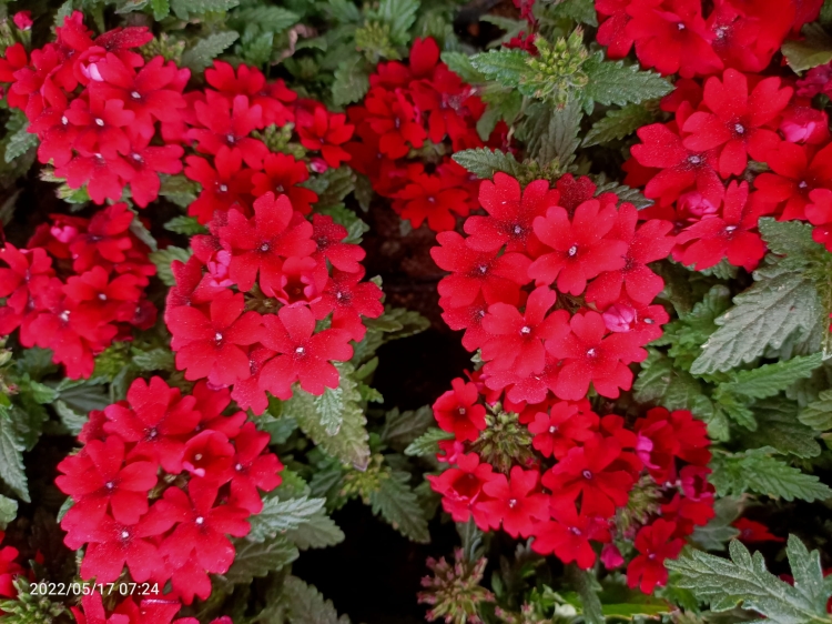 Werbena Drums Red SADZONKA P9