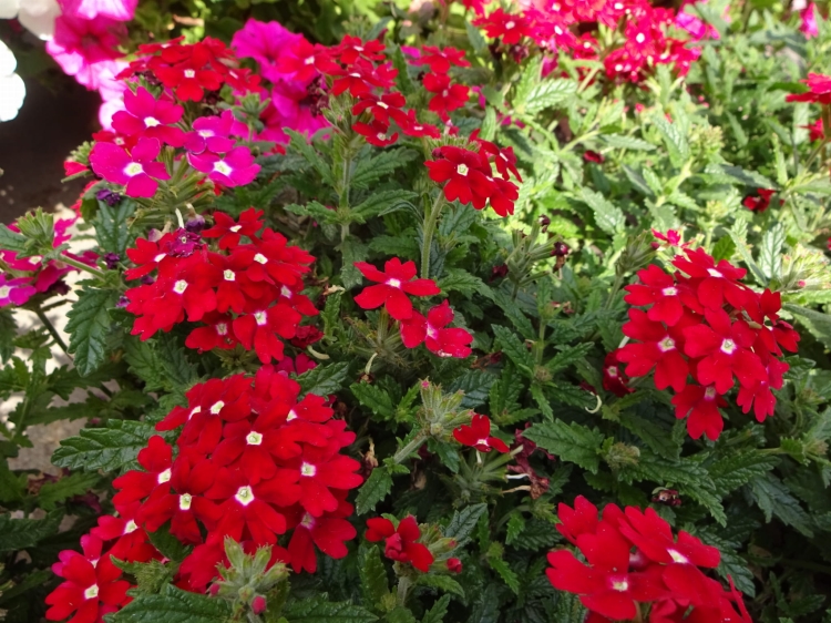 Werbena Drums Red SADZONKA P9