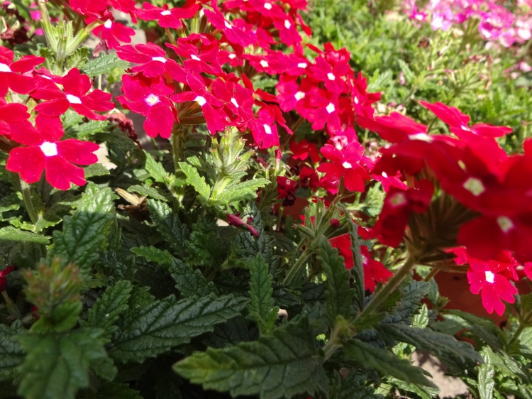 Werbena Drums Red SADZONKA P9