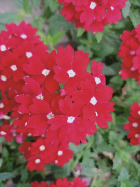 Werbena Drums Red SADZONKA P9