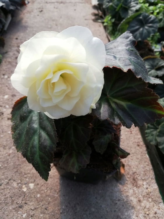 BEGONIA BULWIASTA WHITE p9