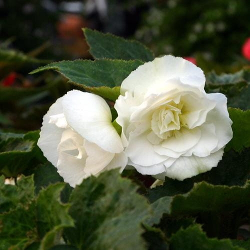BEGONIA BULWIASTA WHITE p9