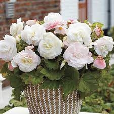 BEGONIA BULWIASTA WHITE p9