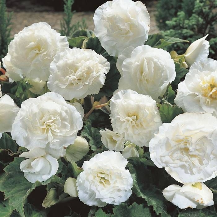 BEGONIA BULWIASTA WHITE p9