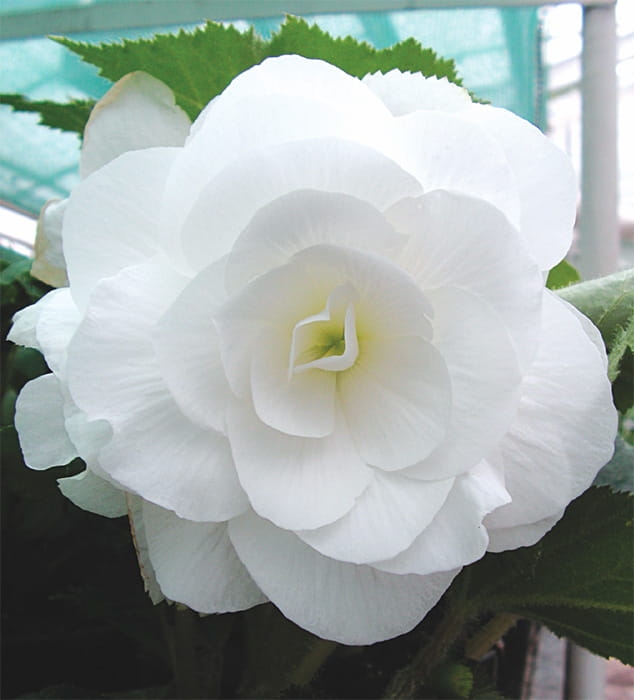 BEGONIA BULWIASTA WHITE p9