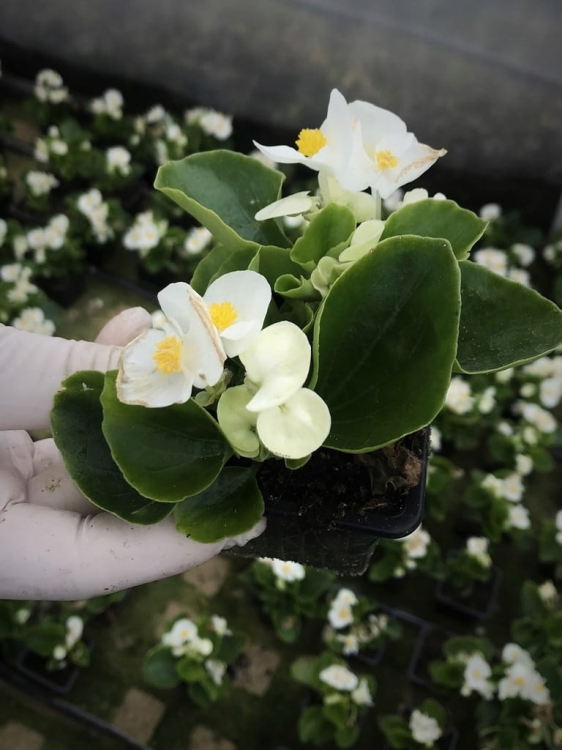 BEGONIA STALE KWITNĄCA BIAŁA