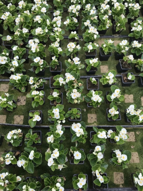 BEGONIA STALE KWITNĄCA BIAŁA