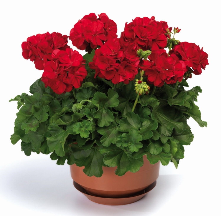 Pelargonia Calliope Dark Red p9