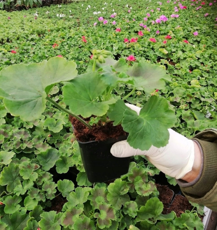 Pelargonia Calliope Dark Red p9