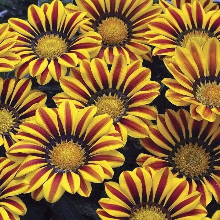 Gazania Big Kiss YELLOW FLAME p9