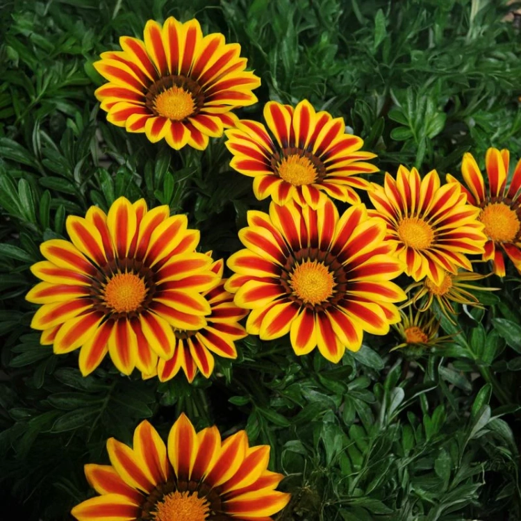 Gazania Big Kiss YELLOW FLAME p9