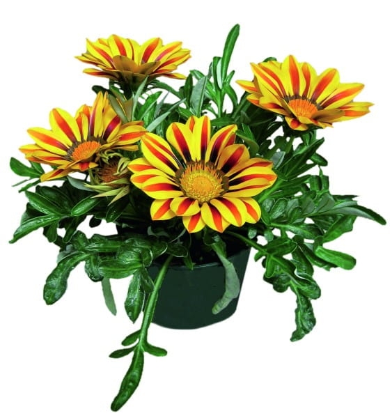 Gazania Big Kiss YELLOW FLAME p9