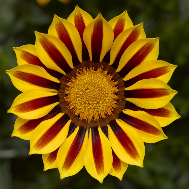 Gazania Big Kiss YELLOW FLAME p9