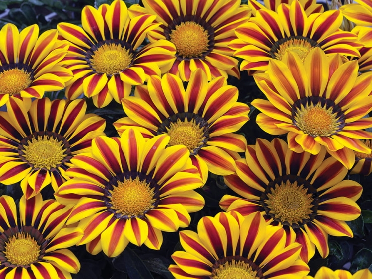 Gazania Big Kiss YELLOW FLAME p9