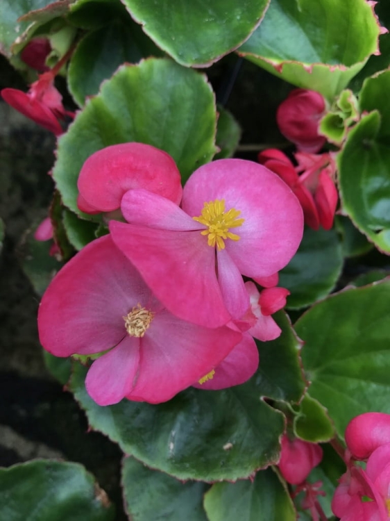 BEGONIA STALE KWITNĄCA RÓŻOWA