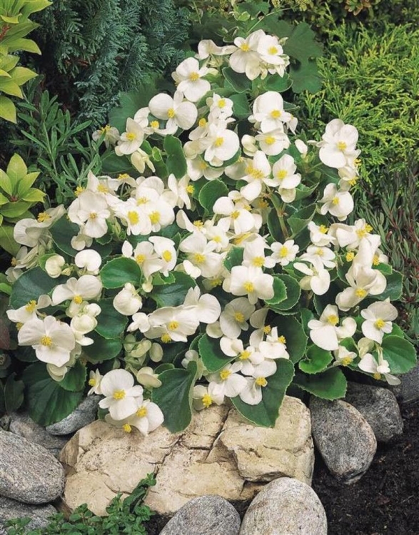 BEGONIA STALE KWITNĄCA RÓŻOWA