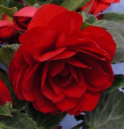 BEGONIA BULWIASTA Dark Red p9