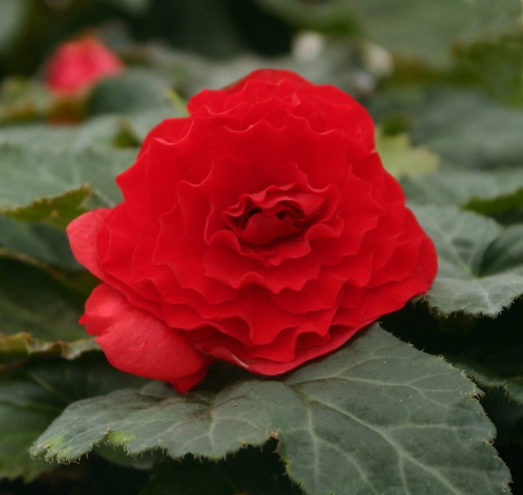 BEGONIA BULWIASTA Dark Red p9