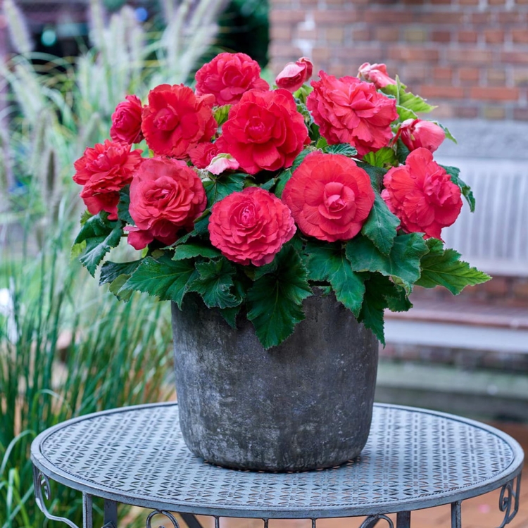 BEGONIA BULWIASTA Dark Red p9