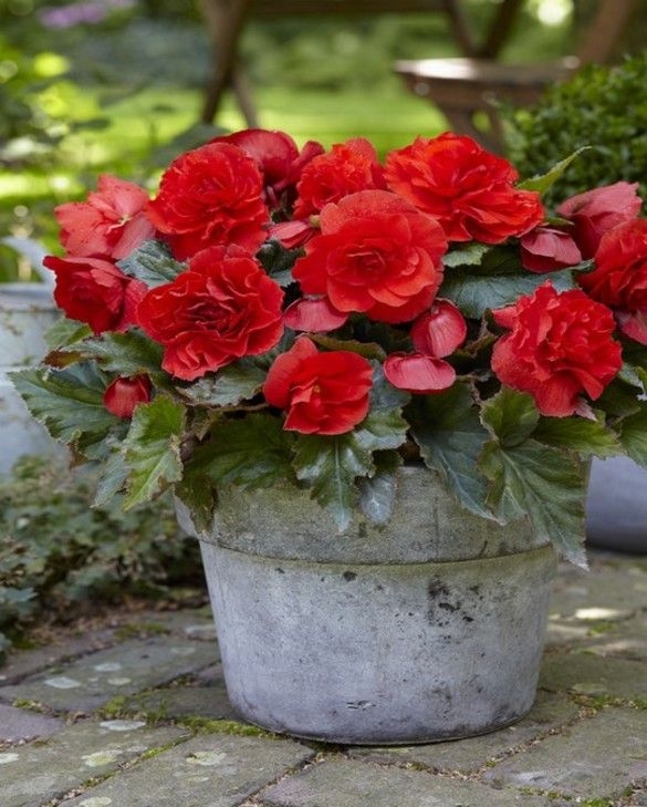 BEGONIA BULWIASTA Dark Red p9
