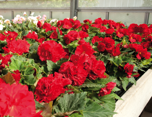 BEGONIA BULWIASTA Dark Red p9