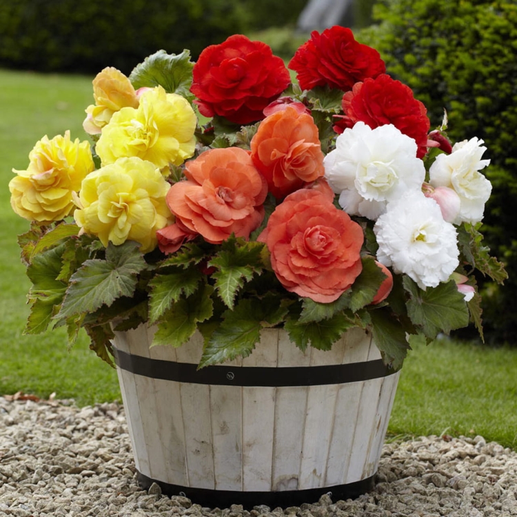 BEGONIA BULWIASTA Dark Red p9