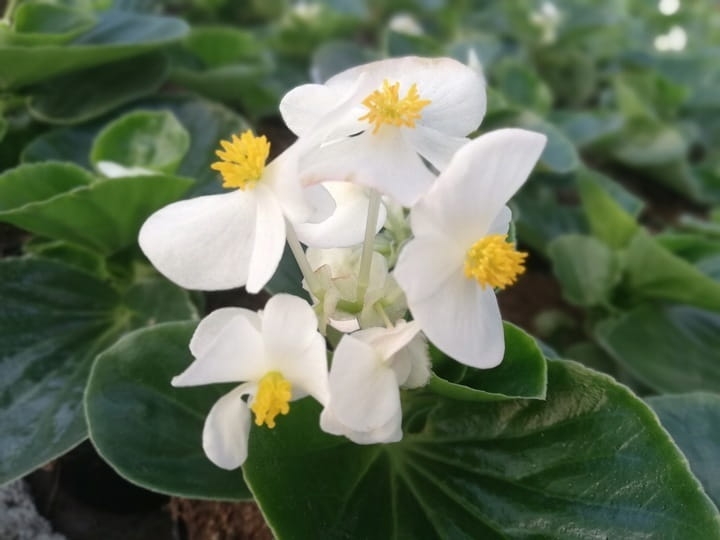 Begonia TOPHAT-DRAGON WHITE