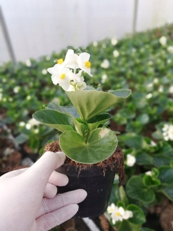 Begonia TOPHAT-DRAGON WHITE