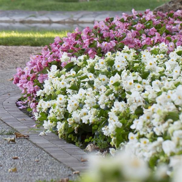 Begonia TOPHAT-DRAGON WHITE