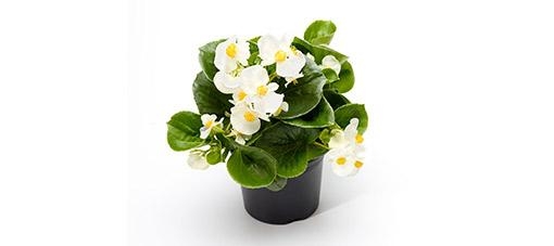 Begonia TOPHAT-DRAGON WHITE