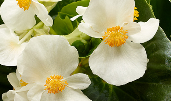 Begonia TOPHAT-DRAGON WHITE