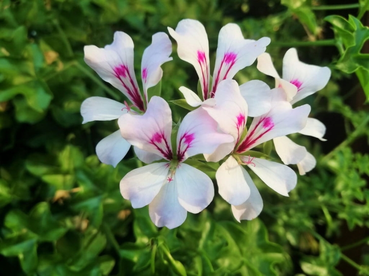 Pelargonia bluszczolistna - zwisająca GLACIER WHITE p7