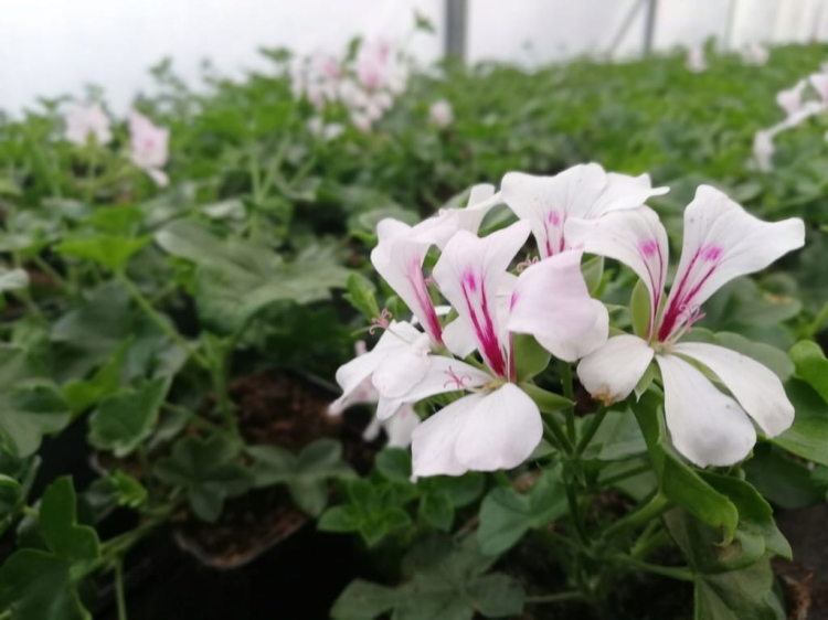 Pelargonia bluszczolistna - zwisająca GLACIER WHITE p7