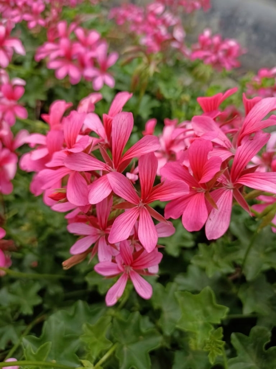 Pelargonia bluszczolistna - zwisająca BALCON PINK p7
