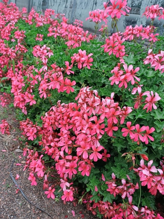 Pelargonia bluszczolistna - zwisająca BALCON PINK p7
