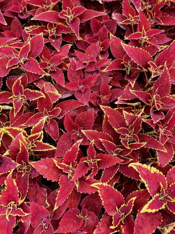 KOLEUS, COLEUS - czerwony p9