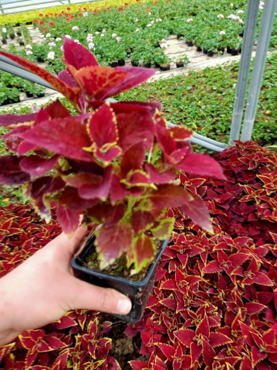 KOLEUS, COLEUS - czerwony p9