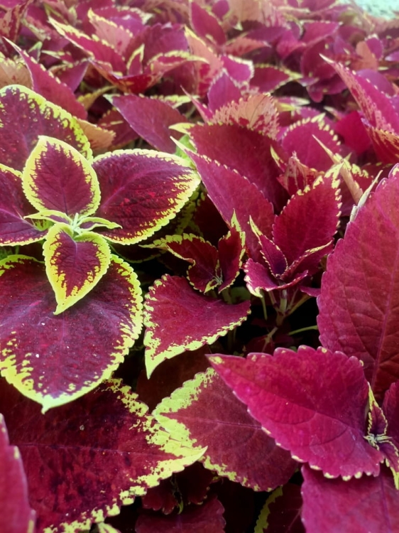 KOLEUS, COLEUS - czerwony p9