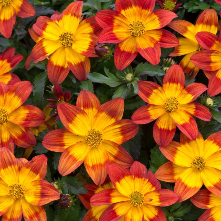 UCZEP - BIDENS BRĄZ Z ŻÓŁTYM ŚRODKIEM p9