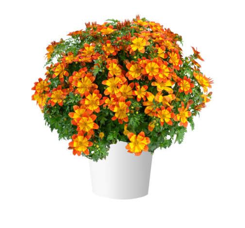 UCZEP - BIDENS BRĄZ Z ŻÓŁTYM ŚRODKIEM p9