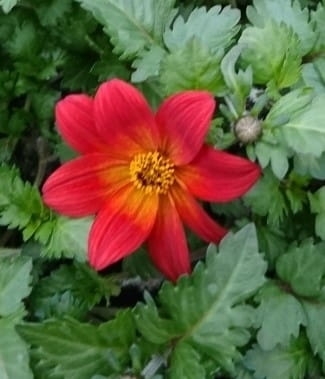 UCZEP - BIDENS BRĄZ Z ŻÓŁTYM ŚRODKIEM p9