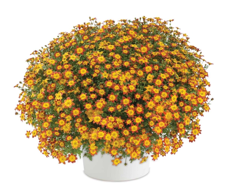 UCZEP - BIDENS BRĄZ Z ŻÓŁTYM ŚRODKIEM p9