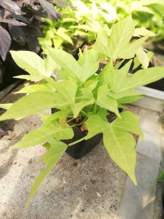 Wilec ziemniaczany IPOMOEA zielony strzępiasty p9