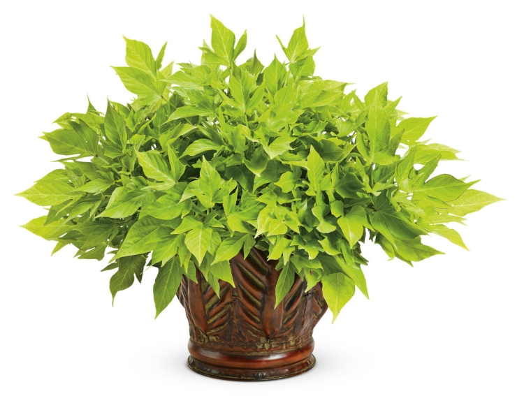 Wilec ziemniaczany IPOMOEA zielony strzępiasty p9