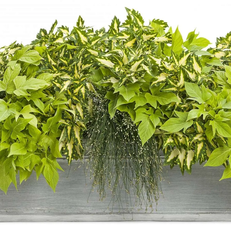 Wilec ziemniaczany IPOMOEA zielony strzępiasty p9