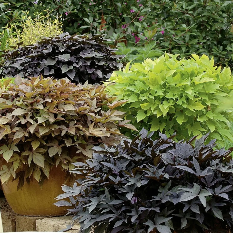 Wilec ziemniaczany IPOMOEA zielony strzępiasty p9