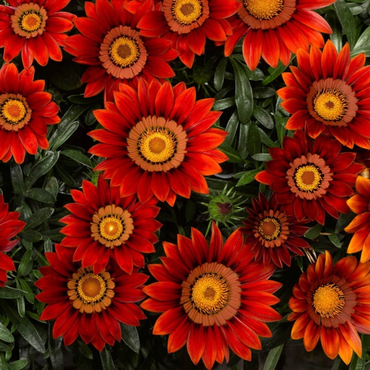 Gazania Big Kiss Red p9