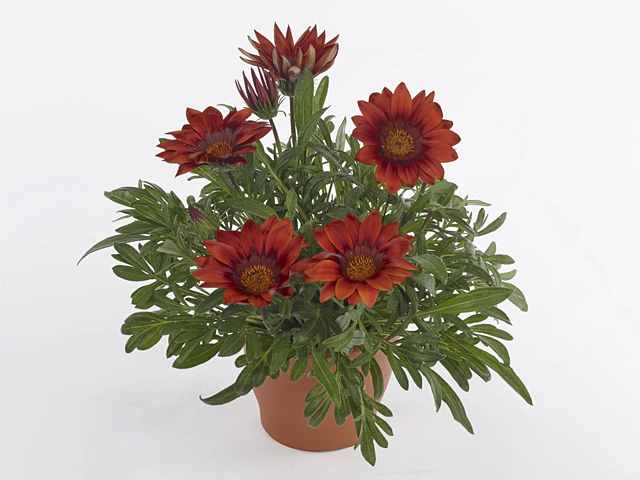 Gazania Big Kiss Red p9
