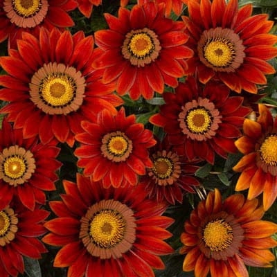 Gazania Big Kiss Red p9